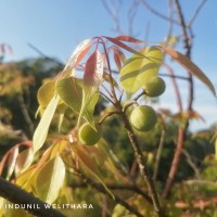 Commiphora caudata (Wight & Arn.) Engl.