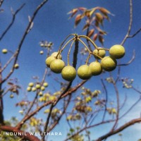 Commiphora caudata (Wight & Arn.) Engl.