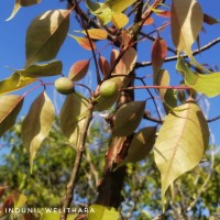 Commiphora caudata (Wight & Arn.) Engl.