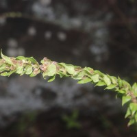 Gonostegia pentandra var. wightii (Benn.) Pull. & Karupp.