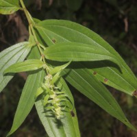 Gonostegia pentandra var. wightii (Benn.) Pull. & Karupp.