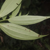 Gonostegia pentandra var. wightii (Benn.) Pull. & Karupp.