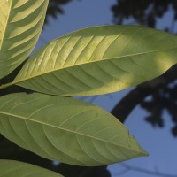 Annona mucosa Jacq.