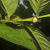 Annona mucosa Jacq.