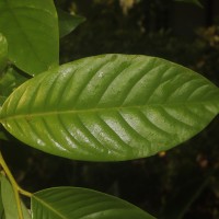 Annona mucosa Jacq.