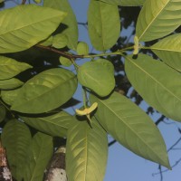 Annona mucosa Jacq.