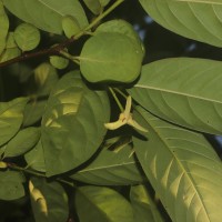 <i>Annona mucosa</i> Jacq.