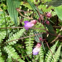 Henckelia communis (Gardner) D.J.Middleton & Mich.Möller