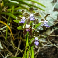 Vanda tessellata (Roxb.) Hook. ex G.Don