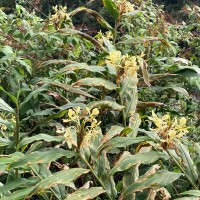 Hedychium flavescens Carey ex Roscoe