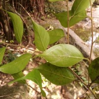 Hopea modesta (A.DC.) Kosterm.