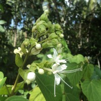 Clerodendrum infortunatum L.