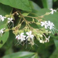 Clerodendrum infortunatum L.