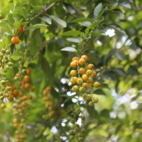 Duranta erecta L.