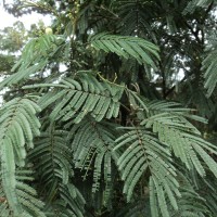 Acacia mearnsii De Wild.