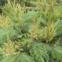 Acacia mearnsii De Wild.