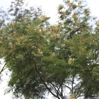 Acacia mearnsii De Wild.