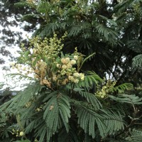 <i>Acacia mearnsii</i>  De Wild.