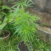 Cannabis sativa L.