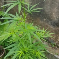 Cannabis sativa L.