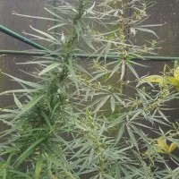 Cannabis sativa L.