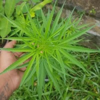 Cannabis sativa L.
