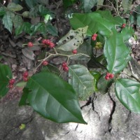 Cleistanthus acuminatus (Thwaites) Müll.Arg.