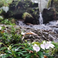 Impatiens linearis Arn.