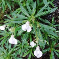 Impatiens linearis Arn.