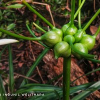 Crinum viviparum (Lam.) R.Ansari & V.J.Nair