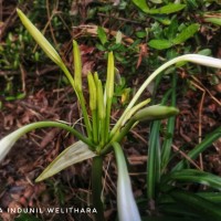 Crinum viviparum (Lam.) R.Ansari & V.J.Nair