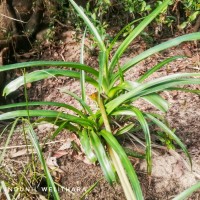 Crinum viviparum (Lam.) R.Ansari & V.J.Nair