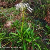 Crinum viviparum (Lam.) R.Ansari & V.J.Nair