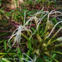 Crinum viviparum (Lam.) R.Ansari & V.J.Nair