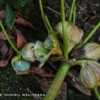 Crinum viviparum (Lam.) R.Ansari & V.J.Nair