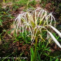 Crinum viviparum (Lam.) R.Ansari & V.J.Nair