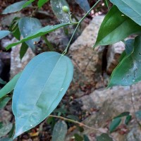 Celtis philippensis Blanco