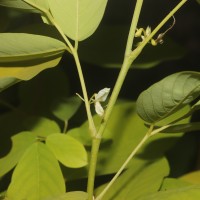 Dendrolobium umbellatum 'Vanuatu'