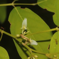 Dendrolobium umbellatum 'Vanuatu'