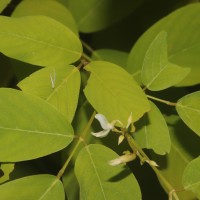 <i>Dendrolobium umbellatum</i> 'Vanuatu'