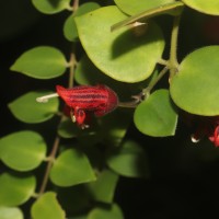 Aeschynanthus radicans Jack