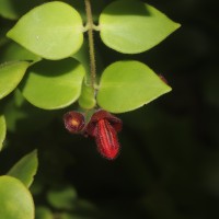 Aeschynanthus radicans Jack