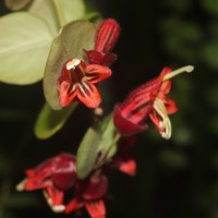 Aeschynanthus radicans Jack