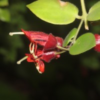 Aeschynanthus radicans Jack