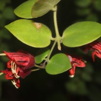 Aeschynanthus radicans Jack