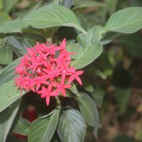 Pentas lanceolata (Forssk.) Deflers