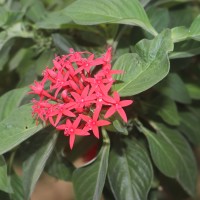 <i>Pentas lanceolata</i>  (Forssk.) Deflers