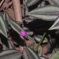 Tradescantia zebrina Bosse