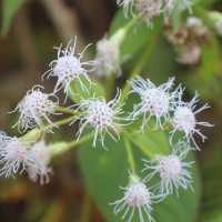 Chromolaena odorata (L.) R.M.King & H.Rob.