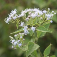 Chromolaena odorata (L.) R.M.King & H.Rob.